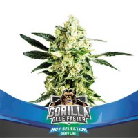 (Bild für) Gorilla Glue Faster