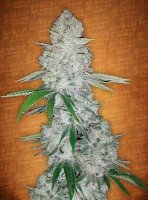 (Bild für) Gorilla Glue Auto fem