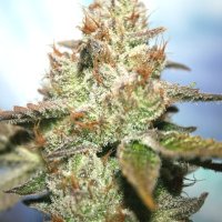 (Bild für) Gorilla Glue 5 fem