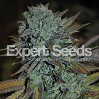 (Bild für) Expert Gorilla aka GG #4 feminized