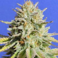 (Bild für) Gorilla Glue #4