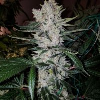 (Bild für) Original Glue #4 S1 | GG4 Seeds female
