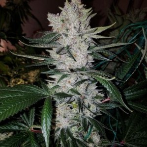 (Bild für) Original Glue #4 S1 | GG4 Seeds female