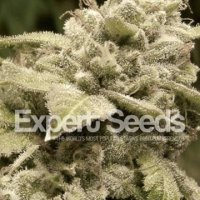 (Bild für) Gorilla Glue 4 x White Widow feminized
