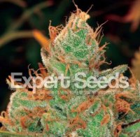 (Bild für) Gorilla Glue 4 x Lilly feminized