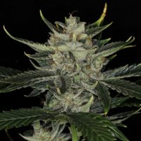 (Bild für) Gorilla King Auto female