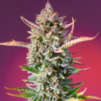 (Bild für) Gorilla Sherbet F1 Fast Version fem