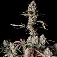 (Bild für) Gorilla Zkittlez Auto fem