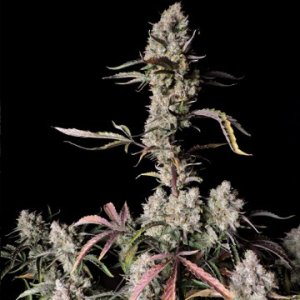 (Bild für) Gorilla Zkittlez Auto fem