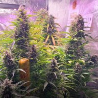 (Bild für) Gorilla Zkittlez [Auto]