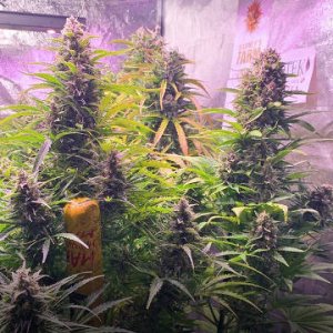 (Bild für) Gorilla Zkittlez [Auto]