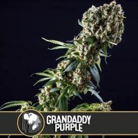 (Bild für) Granddaddy Purple feminized