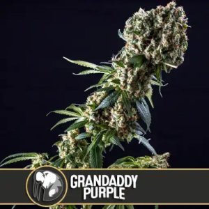 (Bild für) Granddaddy Purple feminized
