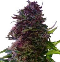 (Bild für) Granddaddy Purple