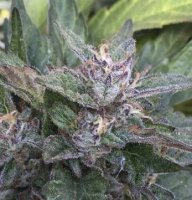 (Bild für) Grandaddy OG
