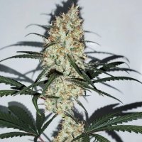 (Bild für) Grape Amnesia female