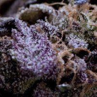 (Bild für) Grape Ape 5 fem