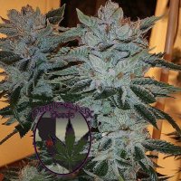 (Bild für) Grape Cookies