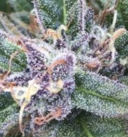 (Bild für) Grape OG