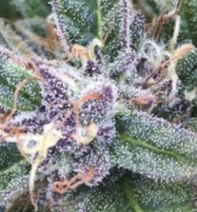 (Bild für) Grape OG