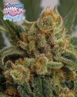 (Bild für) Grape Gum female