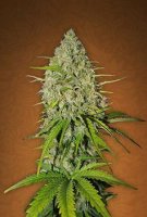 (Bild für) Grapefruit Matic Auto fem