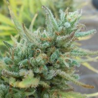 (Bild für) Grapefruit Sativa 5 fem