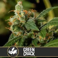 (Bild für) Green Crack feminized
