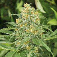 (Bild für) Green Crack 2.0