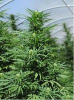 (Bild für) Green Crack