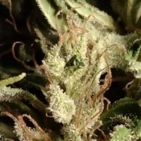 (Bild für) Green Haze 19 A5