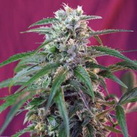 (Bild für) Green Poison Auto fem