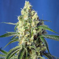 (Bild für) Green Poison CBD fem