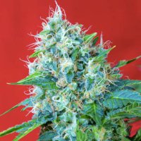 (Bild für) Green Poison fem