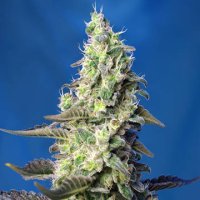 (Bild für) Green Poison XL Auto fem