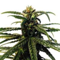 (Bild für) Green Sakura CBD