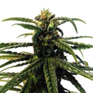 (Bild für) Green Sakura CBD
