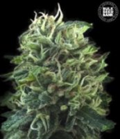 (Bild für) Green Scout Cookies female