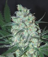 (Bild für) Green Love Potion fem