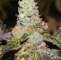 (Bild für) Girl Scout Cookies F2 5 reg