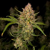 (Bild für) Guava Auto fem