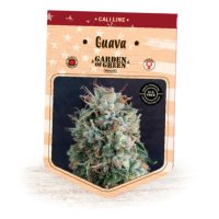 (Bild für) Guava fem