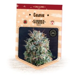 (Bild für) Guava fem