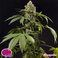 (Bild für) Guayita fem aka Guava Berry Kush