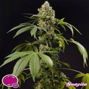 (Bild für) Guayita fem aka Guava Berry Kush