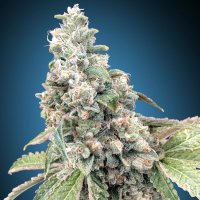 (Bild für) Harlequin CBD fem