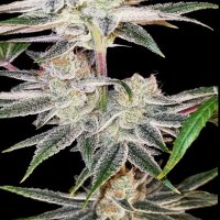 (Bild für) Hash Cookies