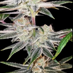 (Bild für) Hash Cookies