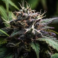 (Bild für) Hashplant Haze x Kali China