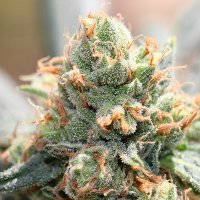 (Bild für) HashTonic CBD